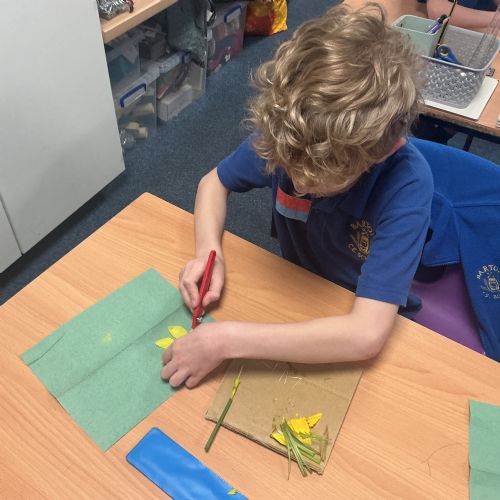 Science - dissecting daffodils